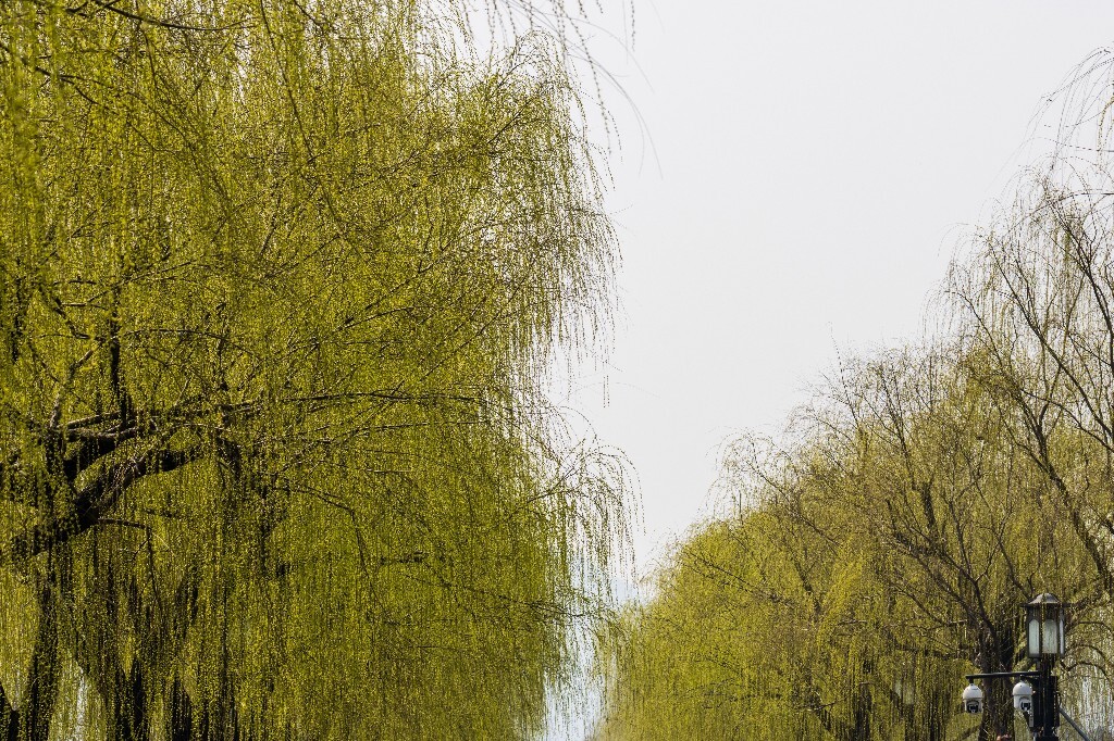 柳树 垂柳 西湖柳树 二月的柳树 西湖柳树 风光 自然 摄影 西湖风光