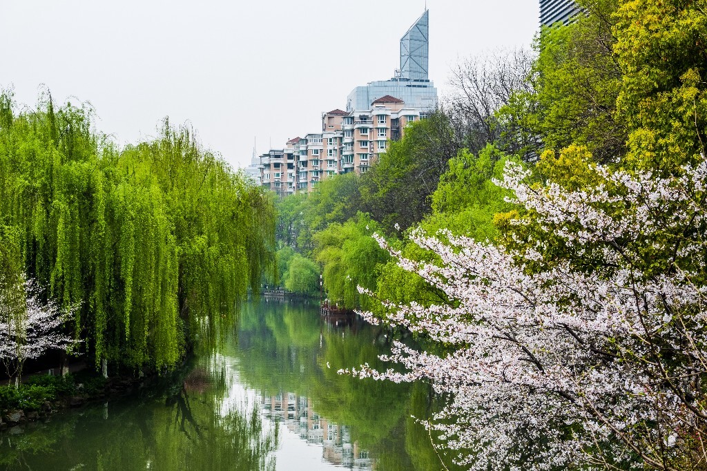 建筑 风光 小河 柳树 东河 河水 自然 风光 旅行 樱花 柳叶