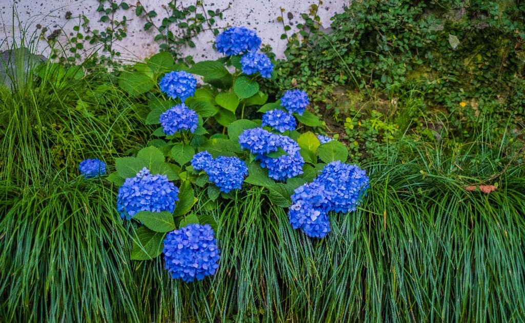 绣球 八仙花 粉团花 草绣球 紫绣球 紫阳花 花朵 风光 摄影 自然 风光 旅行