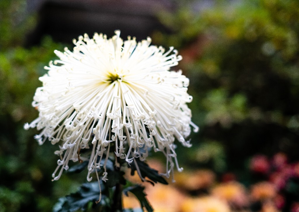 菊花 寿客 金英 黄华 秋菊 陶菊 日精 女华 延年 隐逸花 家菊 花儿 盛开的菊花