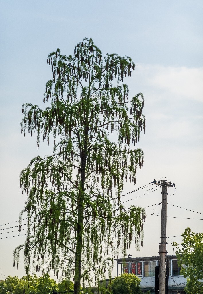 风光 自然 摄影 金山葵 皇后葵 植物 树木 开花