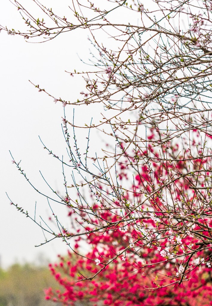 植物 花朵 风光 微距 摄影 西湖桃花 西湖风光 环境 西湖桃花 西湖风光