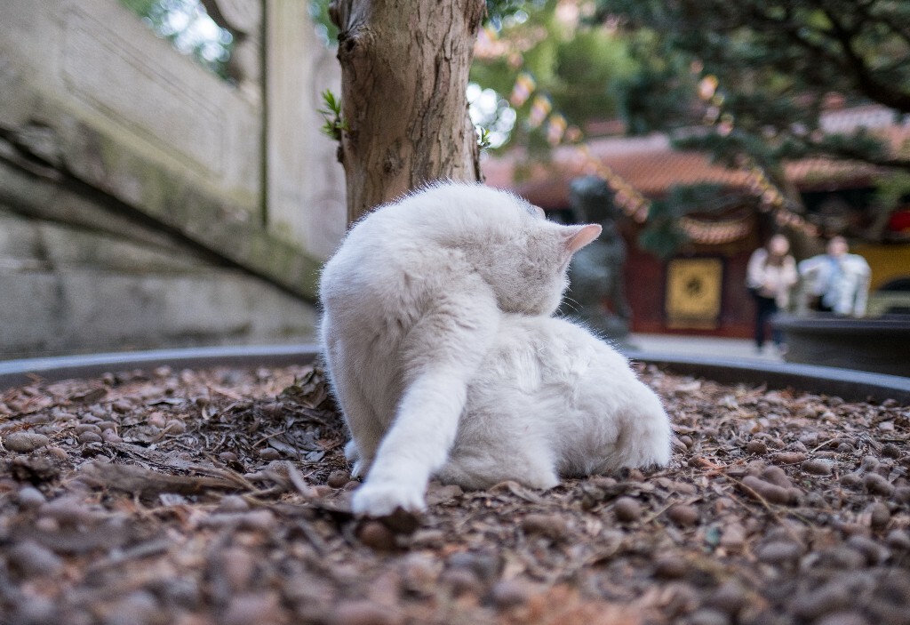 猫猫 喵星人 摄影 自然 宠物 寺庙里面的猫猫 宠物摄影