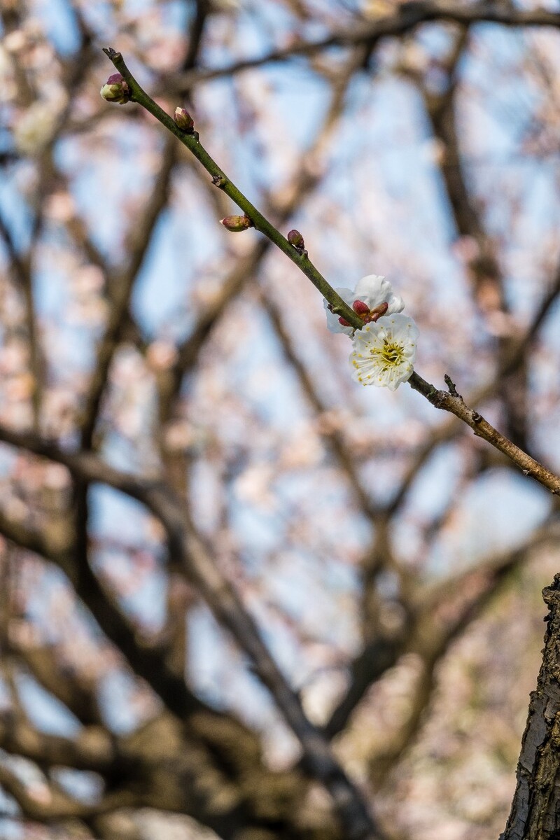 梅花 植物 花 花朵 梅花盛开 盛开的梅花 蓝天白云 花儿