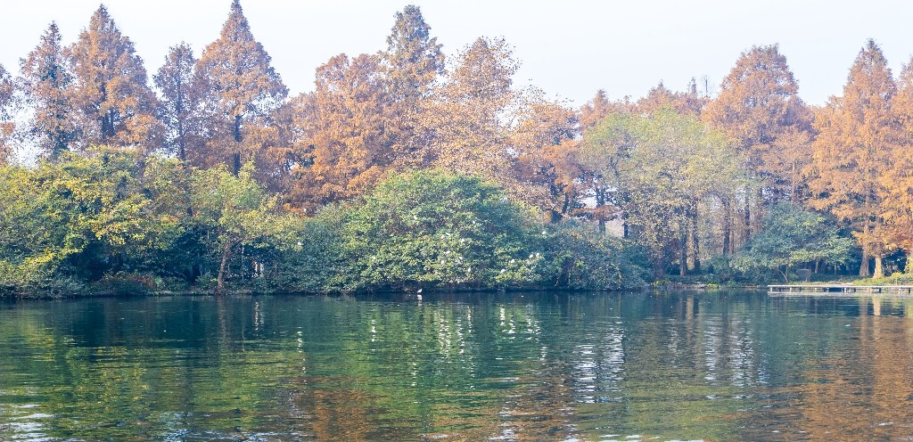 水鸟 西湖风光 自然风景 西湖 旅行 鸟儿 城市风光 杭州西湖