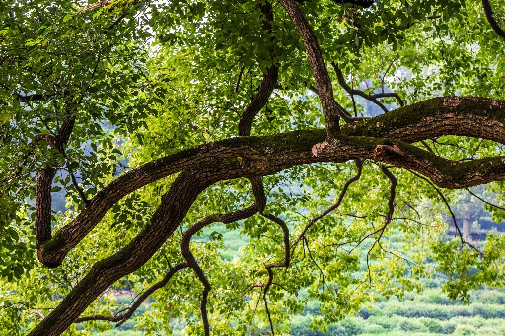 树木 植物 自然 风光 摄影 旅行 树 自然风光