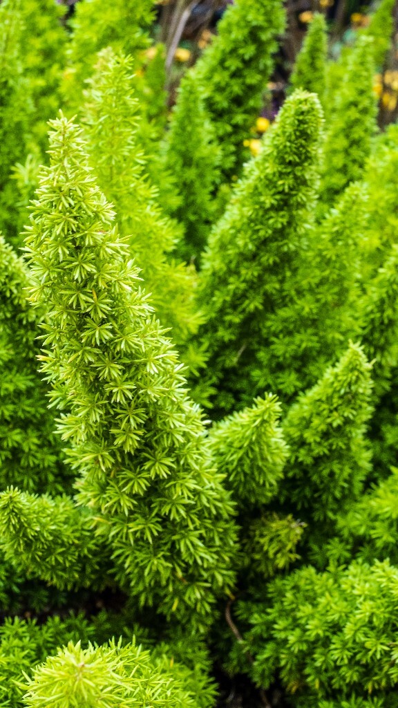 三百棒 丝冬 老虎尾巴根 天冬草 明天冬 非洲天门冬 满冬 植物 