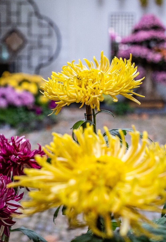 菊花 寿客 金英 黄华 秋菊 陶菊 日精 女华 延年 隐逸花 家菊 花儿 盛开的菊花