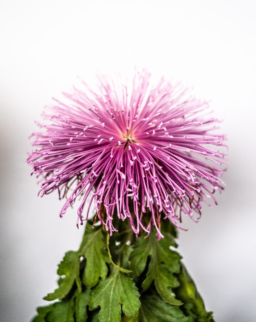 菊花 寿客 金英 黄华 秋菊 陶菊 日精 女华 延年 隐逸花 家菊 花儿 盛开的菊花