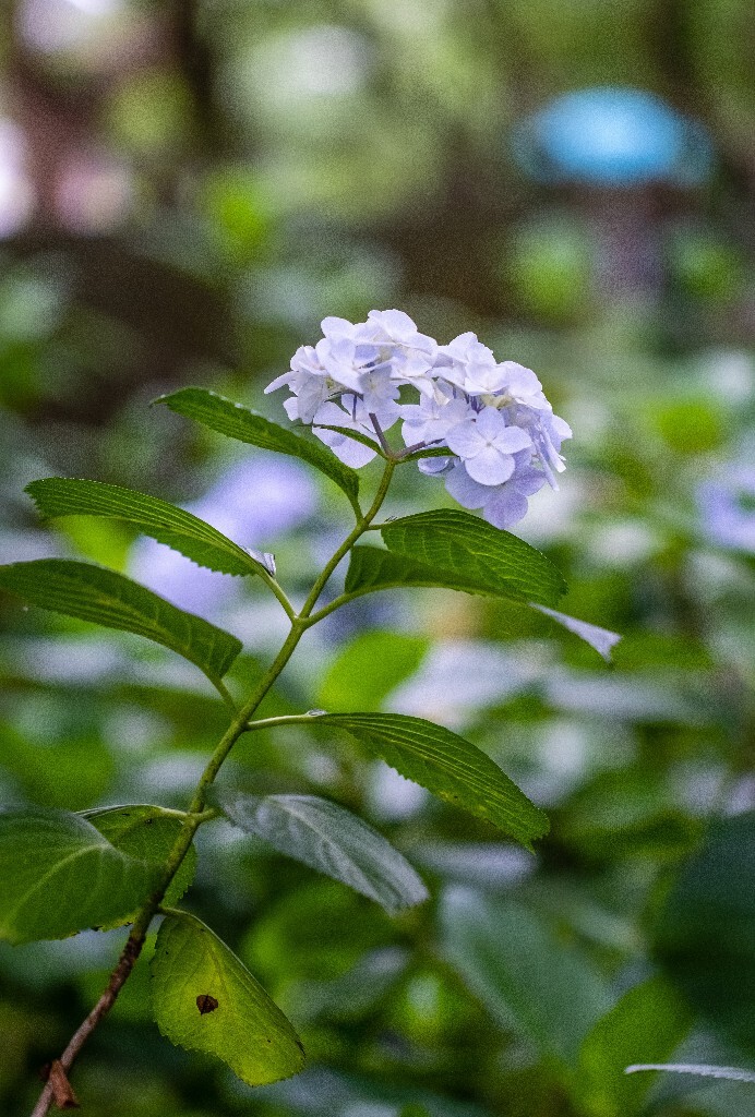 八仙花 粉团花 草绣球 紫绣球 紫阳花  绣球 绣球花 摄影 植物 花朵 花儿