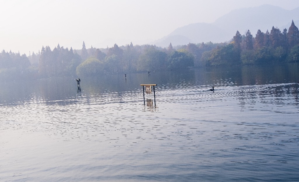 水鸟 西湖风光 自然风景 西湖 旅行 鸟儿 城市风光 杭州西湖