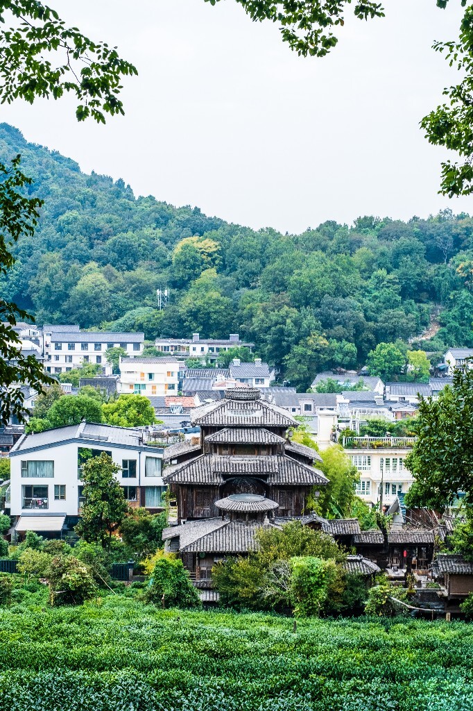 桂花 木樨 木犀 九里香 木樨 岩桂 金桂 银桂 丹桂 月桂 摄影 桂花 自然 静物 建筑 小汤屋 茶园