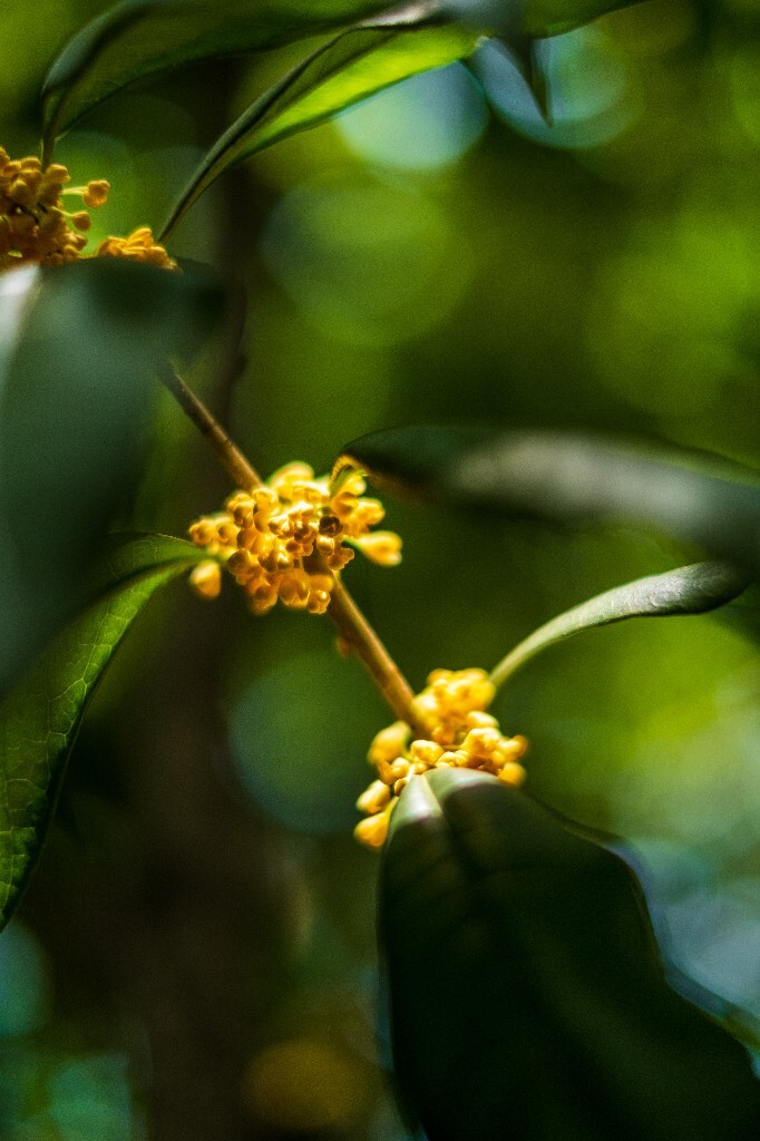 桂花 木樨 岩桂 金桂 银桂 丹桂 月桂 木犀 九里香 植物 花卉 盛开的桂花 桂花开了