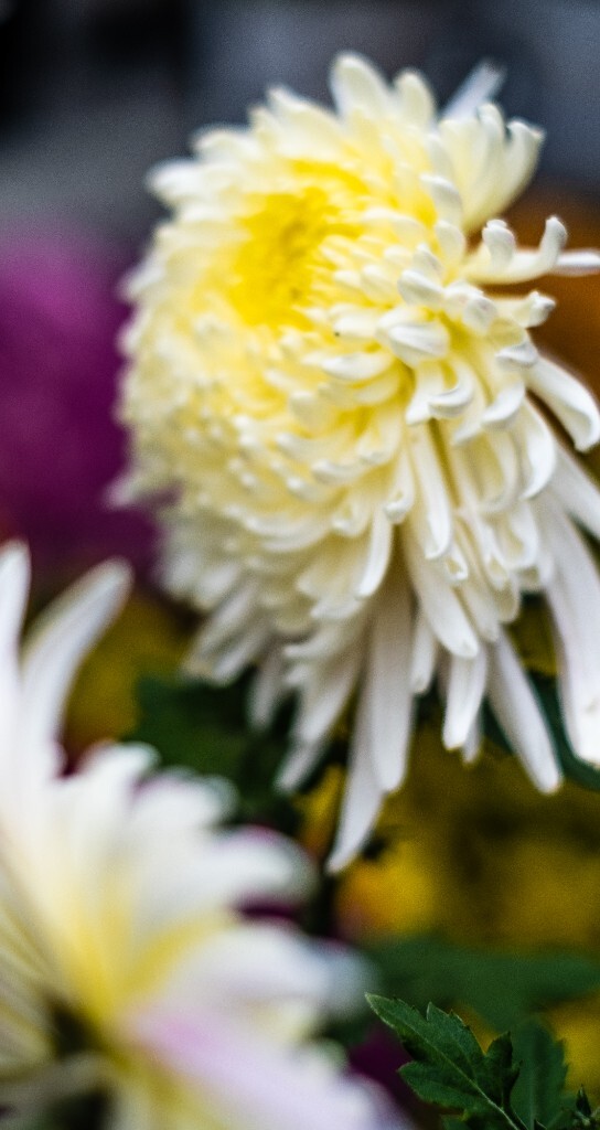 菊花 寿客 金英 黄华 秋菊 陶菊 日精 女华 延年 隐逸花 家菊 花儿 盛开的菊花