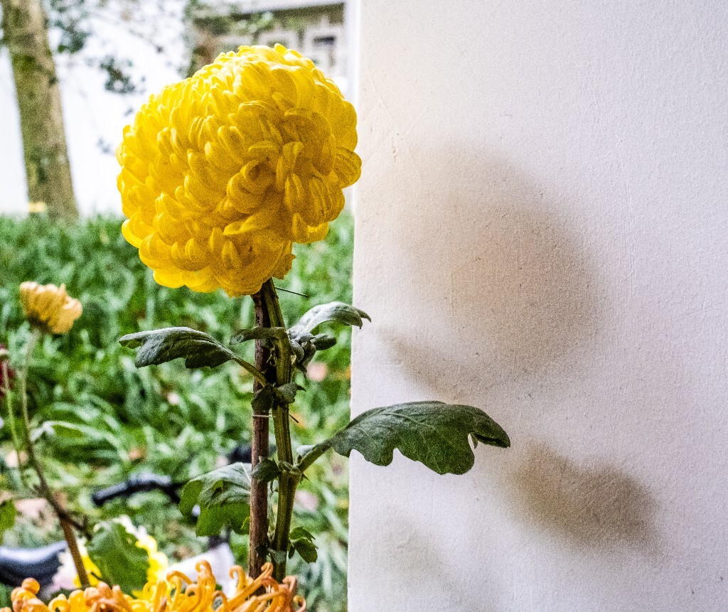 菊花 寿客 金英 黄华 秋菊 陶菊 日精 女华 延年 隐逸花 家菊 花儿 盛开的菊花