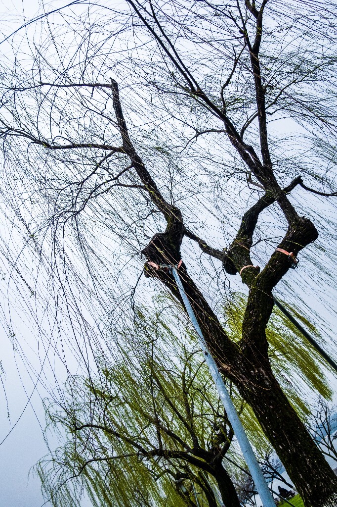 柳树 风光 西湖风光 自然 摄影 西湖柳树 旅行 春天 植物 柳叶