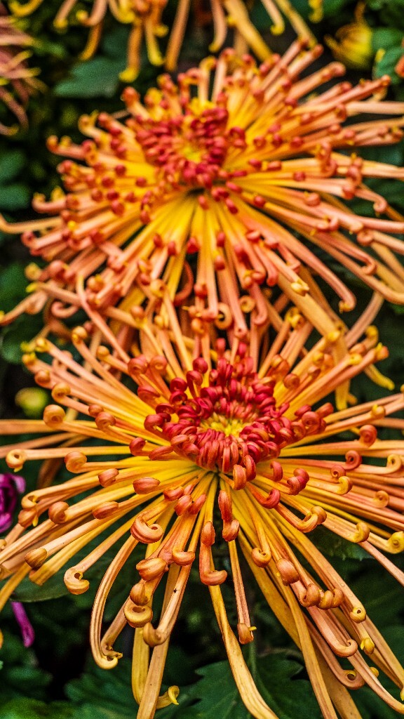 菊花 寿客 金英 黄华 秋菊 陶菊 日精 女华 延年 隐逸花 家菊 花儿 盛开的菊花