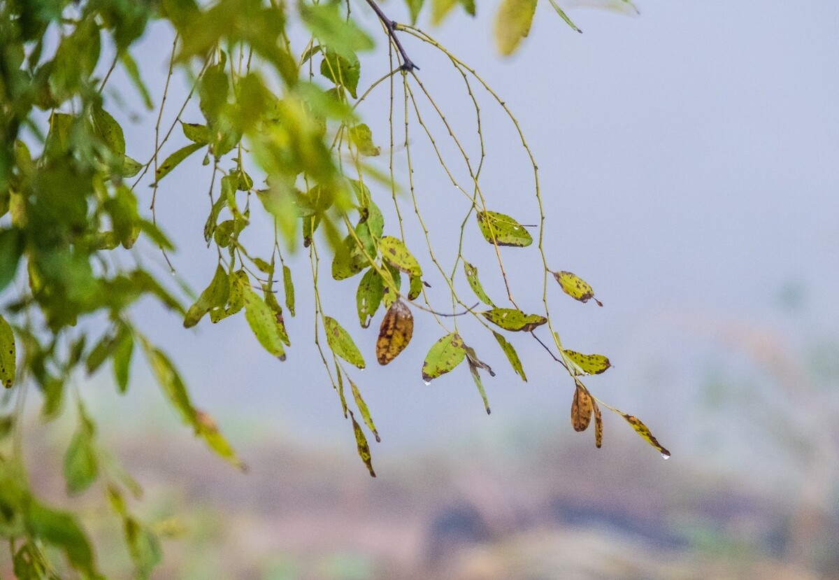 枣子树 风光 摄影 自然 树木