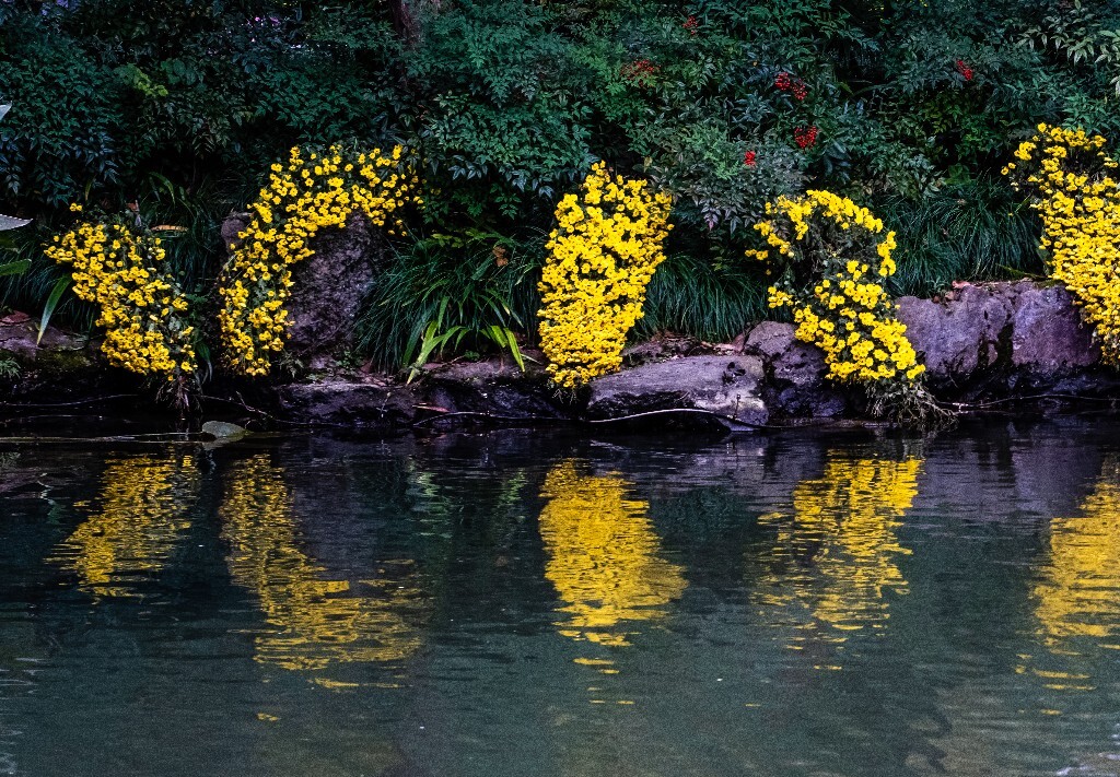 菊花 寿客 金英 黄华 秋菊 陶菊 日精 女华 延年 隐逸花 家菊 花儿 盛开的菊花