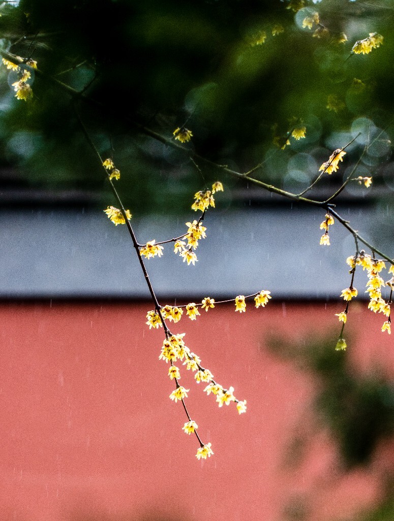 梅花 腊梅 风光 摄影 自然 植物 微距 旅行 建筑 钱王祠