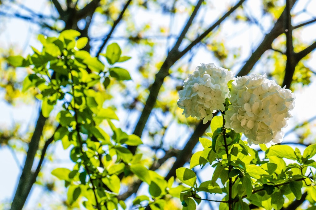 八仙花 粉团花 草绣球 紫绣球 紫阳花 绣球 木绣球 山绣球 摄影 植物 风光 摄影
