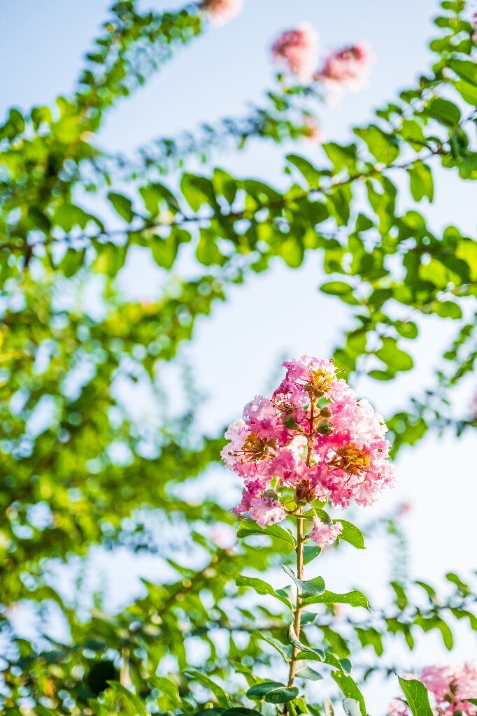 紫薇花 鹭鸶花 五里香 红薇花 百日红 佛相花 满堂红 怕痒花 猴刺脱 痒痒花 宝幡花、五爪金龙 狗骨头 紫金标 紫兰花 阿米茶 紫荆花 紫金花 蚊子花 植物 花朵 微距 风光 自然 色彩