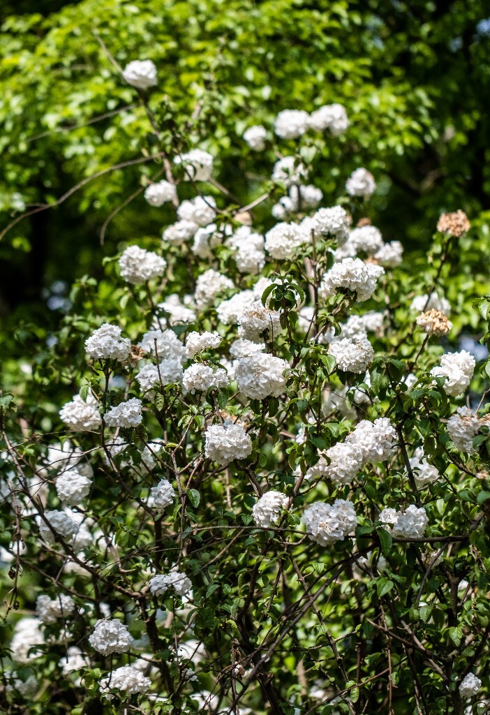 花朵 花朝节 自然 植物 风光 旅行 花 西溪 花草 绣球 八仙花 粉团花 草绣球 紫绣球 紫阳花