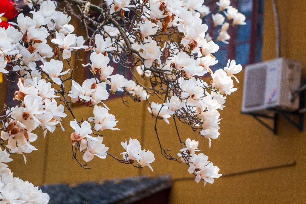 玉兰 玉兰花 植物 微距 摄影 风光 自然 法喜寺 500年玉兰 旅行 白色的玉兰