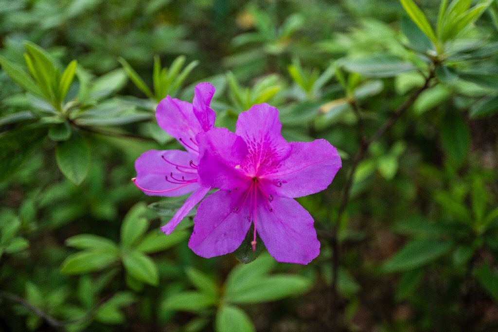 杜鹃花 山踯躅 山石榴 映山红 照山红 唐杜鹃 春鸟花 杜鹃 植物 微距 摄影 风光 自然