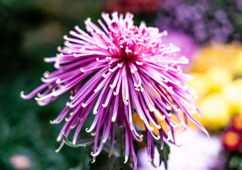 菊花 寿客 金英 黄华 秋菊 陶菊 日精 女华 延年 隐逸花 家菊 花儿 盛开的菊花