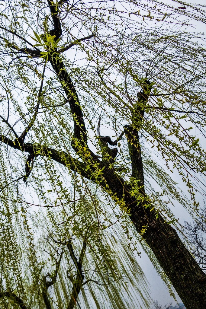 柳树 西湖柳树 风光 摄影 自然 西湖风光 环境 旅行 植物 柳叶