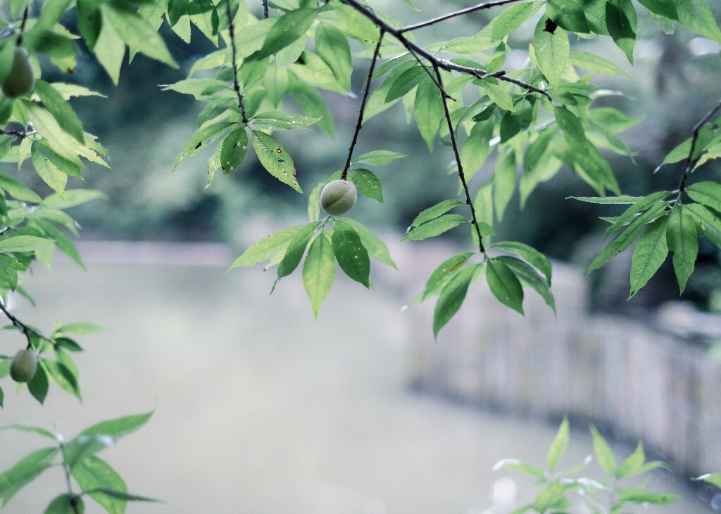 果实 毛桃 摄影 风光 自然  