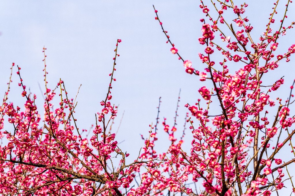 梅花 红色的梅花 梅 图片 摄影 风光 花卉 花朵 旅游 花