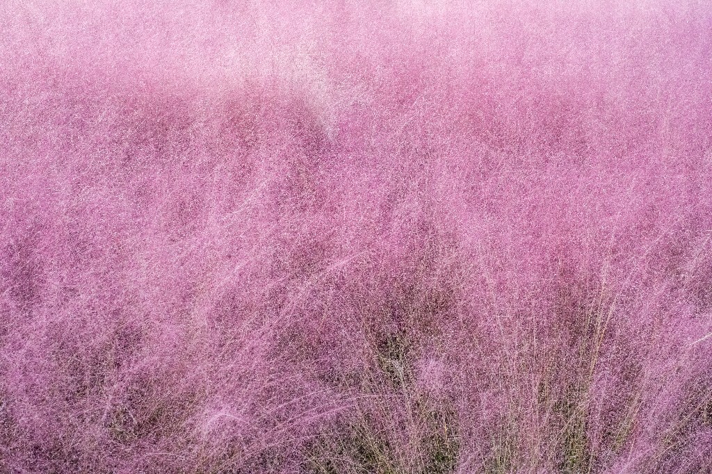 粉黛乱子草 毛芒乱子草 植物 风光 旅行