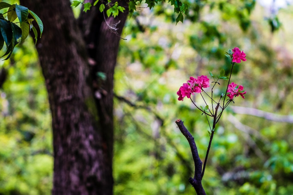 杜鹃花 山踯躅 山石榴 映山红 照山红 唐杜鹃 摄影 旅行 植物 风光 花草