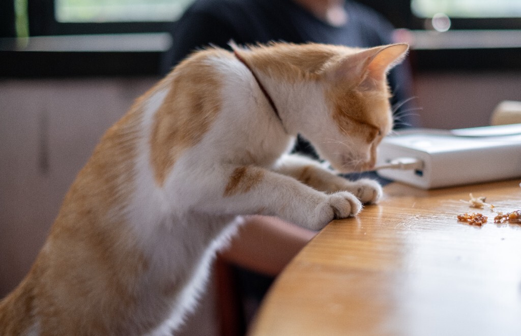 猫猫 喵星人 橘猫 小可爱 可爱的猫猫 街拍 宠物摄影