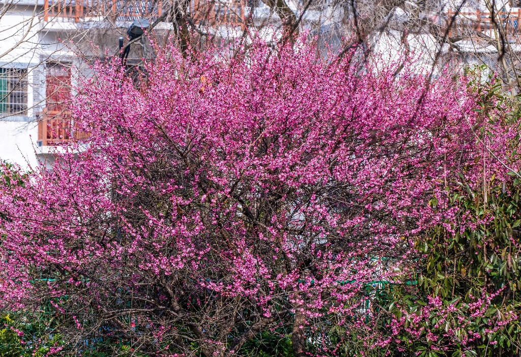 梅花 红色的梅花 梅 图片 摄影 风光 花卉 花朵 旅游 花