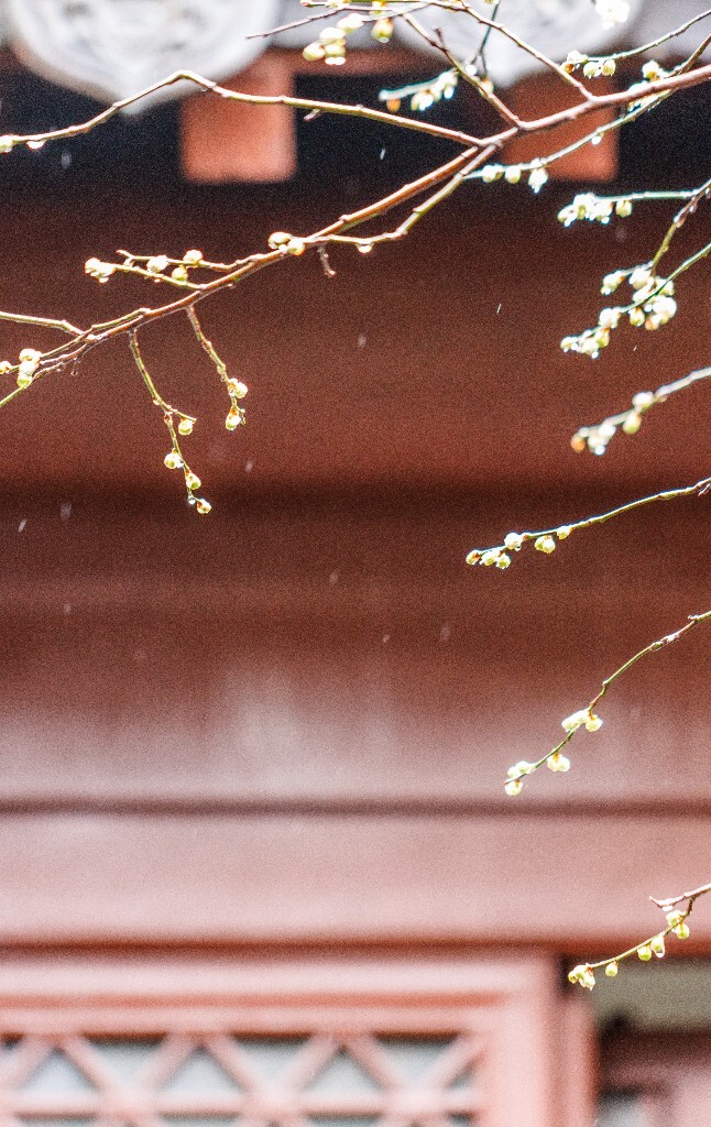 梅花 腊梅 风光 摄影  自然  植物 微距 旅行  建筑 钱王祠
