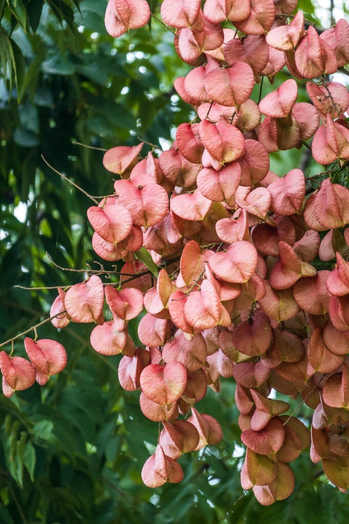 复羽叶栾 花楸树 泡花树 灯笼花 马鞍树 士大夫树 摇钱树 植物 风光 摄影 自然