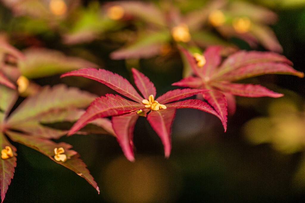 木犀 岩桂 木犀 九里香 桂花 植物 花朵 花儿  摄影 风光  金桂 银桂 丹桂 枫叶 