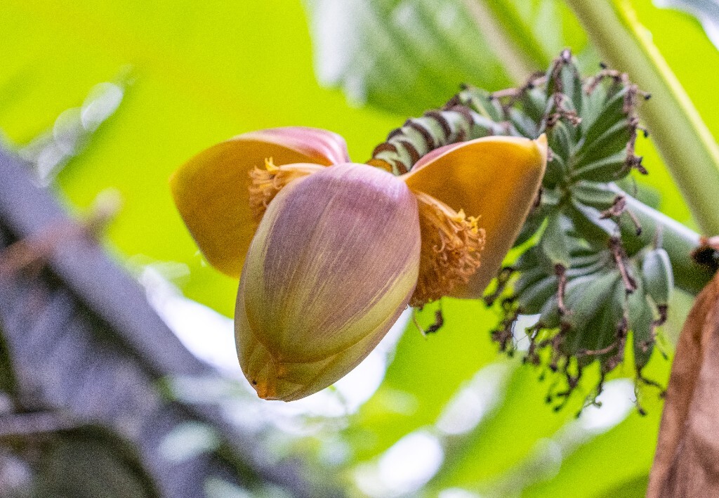 芭蕉 芭苴 板焦 板蕉 大芭蕉头 大头芭蕉 摄影 植物