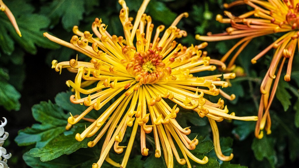 菊花 寿客 金英 黄华 秋菊 陶菊 日精 女华 延年 隐逸花 家菊 花儿 盛开的菊花
