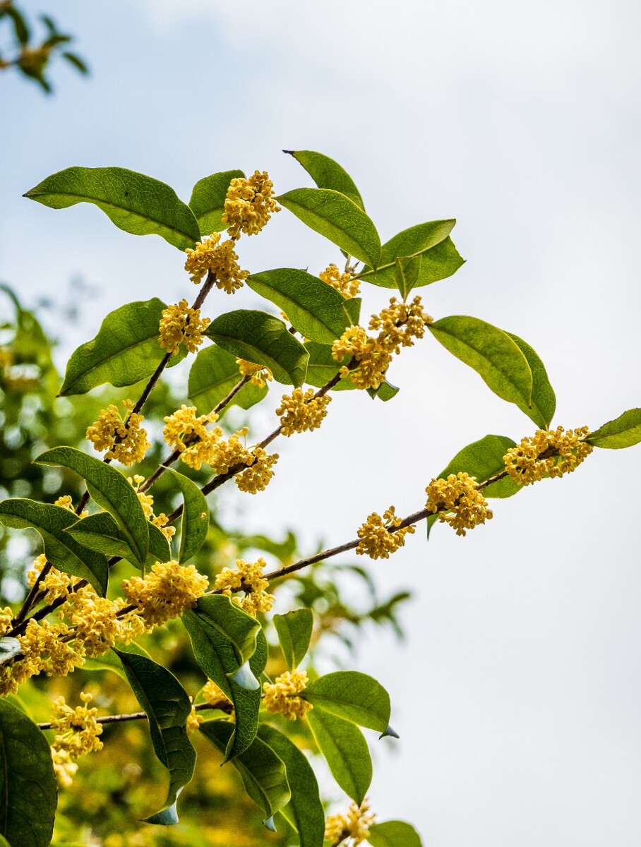 岩桂 木犀 九里香 金 植物 摄影 花草 桂花 金桂 银桂 丹桂 月桂