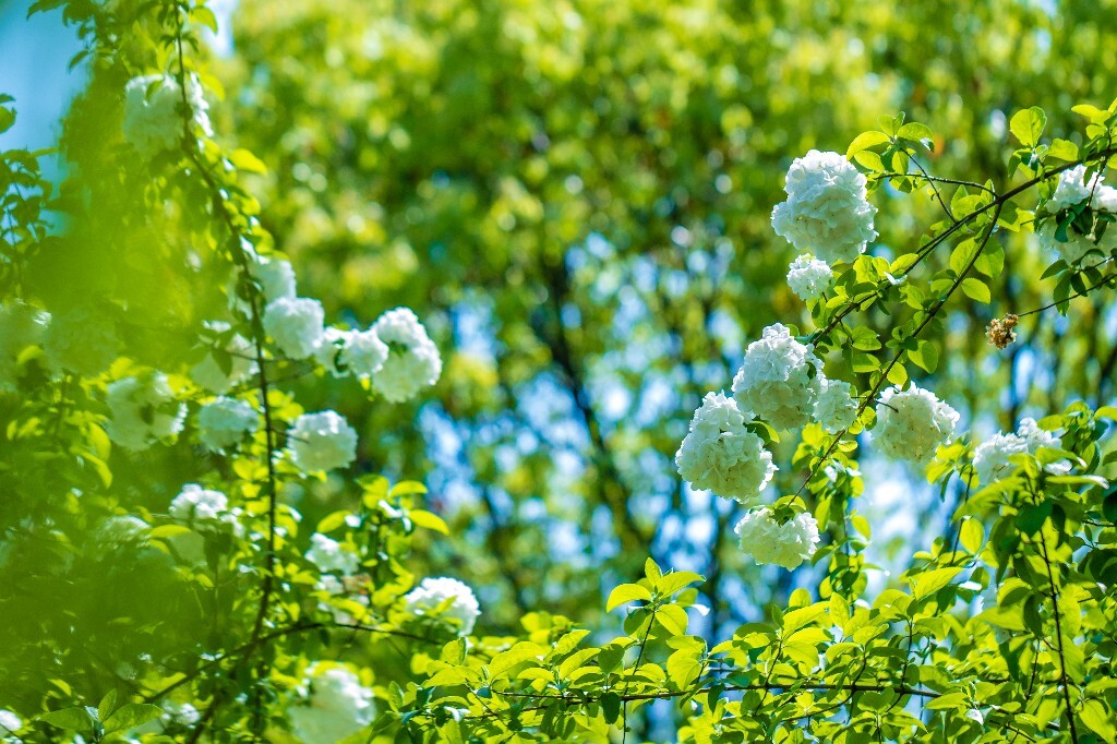 粉团花 紫阳花 八仙花 绣球 木绣球 草绣球 紫绣球 花朵 花儿 植物 摄影