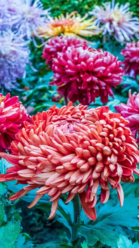 菊花 寿客 金英 黄华 秋菊 陶菊 日精 女华 延年 隐逸花 家菊 花儿 盛开的菊花