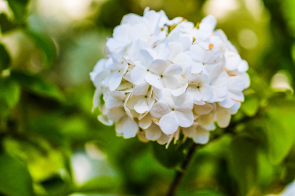 八仙花 粉团花 草绣球 紫绣球 紫阳花 绣球 木绣球 植物 摄影 风光 花朵 花儿
