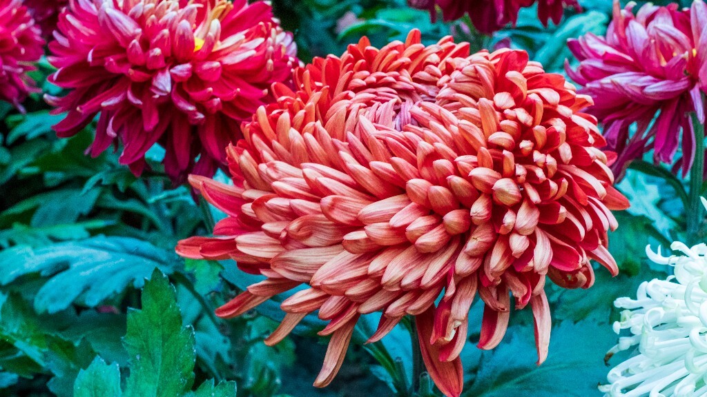 菊花 寿客 金英 黄华 秋菊 陶菊 日精 女华 延年 隐逸花 家菊 花儿 盛开的菊花