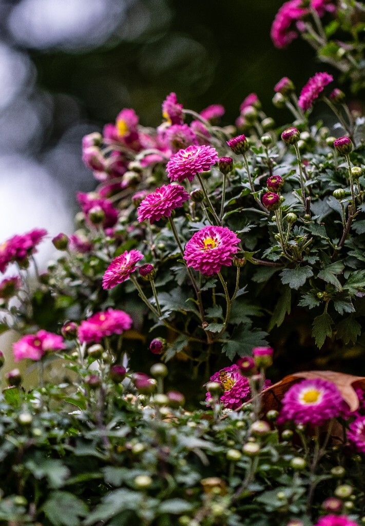 菊花 寿客 金英 黄华 秋菊 陶菊 日精 女华 延年 隐逸花 家菊 花儿 盛开的菊花