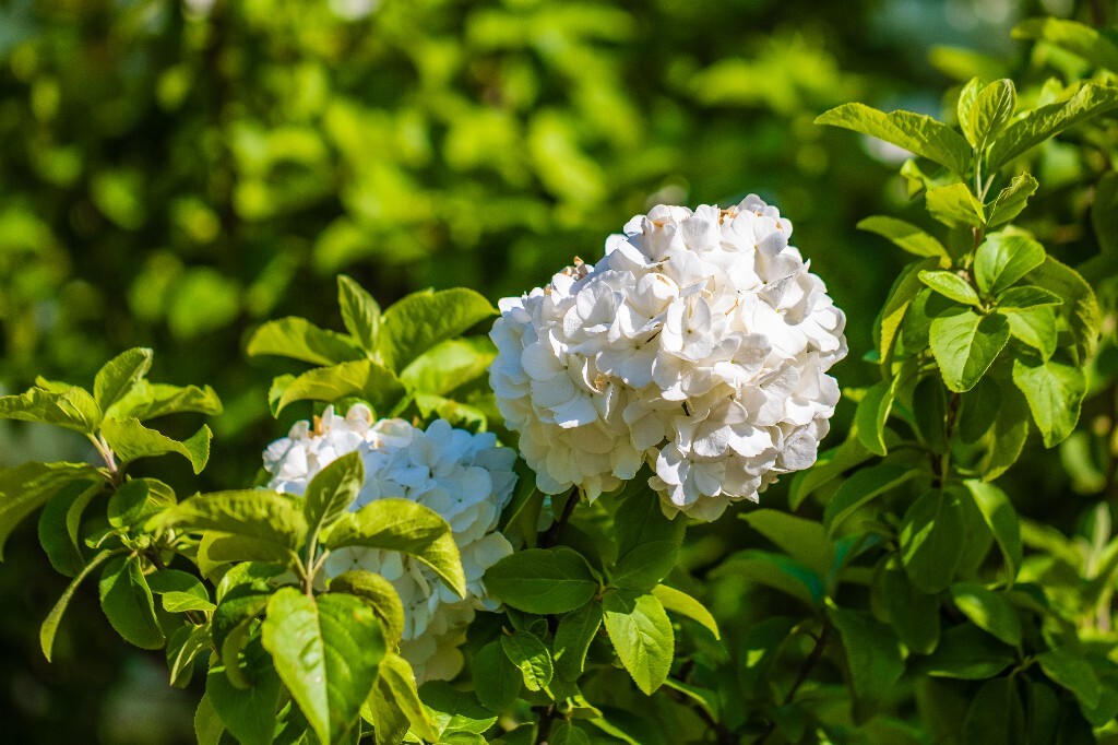 八仙花 粉团花 草绣球 紫绣球 紫阳花 绣球 木绣球 植物 摄影 风光 花朵 花儿 绣球花