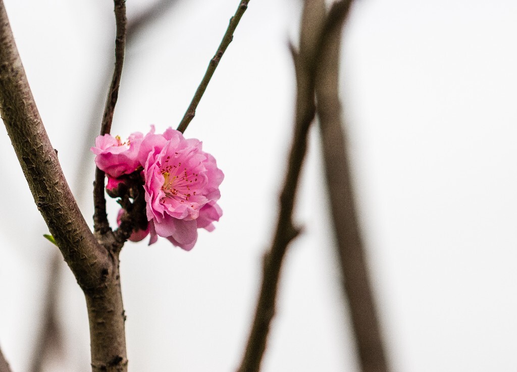 西湖桃花  西湖风光 自然  环境  桃花 西湖之春  自然 风光 花朵 花儿 